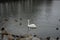 White mute swan, surrounded by mallards, Moorhens, coots and black-headed gulls, lives on Lake in winter. Berlin, Germany