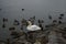 White mute swan, surrounded by mallards, Moorhens, coots and black-headed gulls, lives on Lake in winter. Berlin, Germany