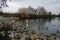 White mute swan, surrounded by mallards, Moorhens, coots and black-headed gulls, lives on Lake in winter. Berlin, Germany