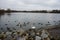 White mute swan, surrounded by mallards, Moorhens, coots and black-headed gulls, lives on Lake in winter. Berlin, Germany