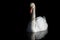 A white mute swan swims towards the viewer on dark water against a dark background