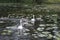 White Mute swans pair with gray cygnets swim.