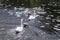 White Mute swans pair with gray cygnets swim.