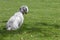 White mutt dog sitting in the park