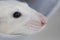 White muzzle of a decorative rat close-up. Lovely pet. Macro photograph of a pink nose and a long mustache. Rat portrait