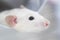 White muzzle of a decorative rat close-up. Lovely pet. Macro photograph of a pink nose and a long mustache. Rat portrait