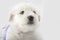 White muzzle puppy