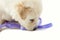 White muzzle puppy dog closeup