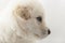 White muzzle puppy dog closeup