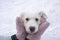 White muzzle of a stray dog in the palms of a human hand in fluffy mittens in winter outdoors