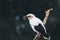 White Myna or Black Winged Myna Acridotheres Melanopterus on the branch. beautiful white bird from Indonesia.