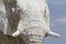 White namibia elephant