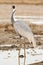 White-Naped Crane