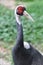 A white naped crane