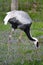 A White Naped Crane