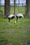 A White Naped Crane