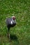 White Naped Crane