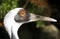 White-naped Crane close up