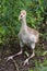 White-naped Crane - fledgeling