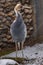 White-naped crane.Grus vipio.