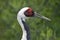 White Naped Crane Profile