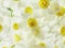 White Narcissi Flowers