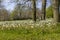 White narcissi at Springtime in Barnetts Desmesne Near to Shaws Bridge in South Belfast Northern Ireland