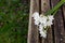 White narcissi on a weathered wooden garden bench