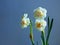 White narcissus blooming