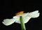 White narcissus blossom against black background