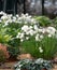 White Narcissus Bulbocodium flowers, photographed in the Alpine Greenhouse at RHS Wisley gardens, Surrey, UK.