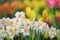 White narcissus daffodil and tulip in flower bed for early spring bulb cottage garden