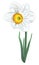 White narcissus flower blooming isolated illustration