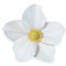 White Narcissus flower isolated on white background. Beautiful vector mesh flower.