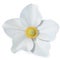 White Narcissus flower isolated on white background. Vector flower.