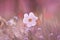 White narcissus flower on a soft pastel pink background