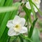 White narcissus flower with yellowish stamens close-up