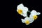 White narcissus flowers on a black insulated background