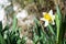 White narcissus in garden. Narcissus poeticus