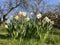 White narcissus in a group growing in a field