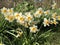 White narcissus in a group growing in a field