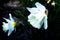 White narcissus in a group growing in a garden flowerbed.