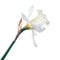 White narcissus isolated