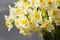 White narcissus. Spring Flower on retro table. Stylish office. Place for entries. Place for the inscription. Bouquet