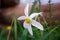 White narcissus with yellow core on green meadow close up