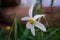 White narcissus with yellow core on green spring wild meadow