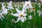 White narcissus with yellow core on green wild meadow