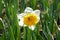 White Narcisus