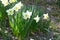 White Narcisus