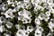 White natural floral background. White ampelous petunia with green leaves.